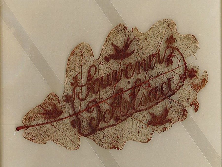 Souvenir d'Alsace, Feuille de chêne piquetée [5Z]